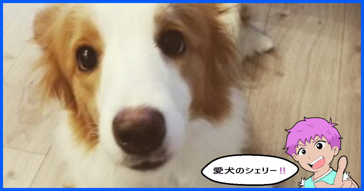 ボーダーコリー子犬の選び方や探し方 性格や健康的な体のポイントでチェック わんだブログ