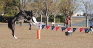 ボーダーコリー子犬の選び方や探し方!性格や健康的な体のポイントでチェック!わんだブログ