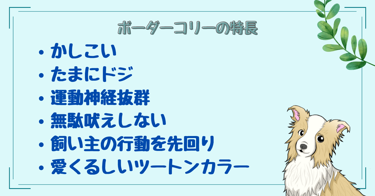 初心者 がボーダーコリーは飼った結果 大変 難しい 実体験を紹介話 わんだブログ