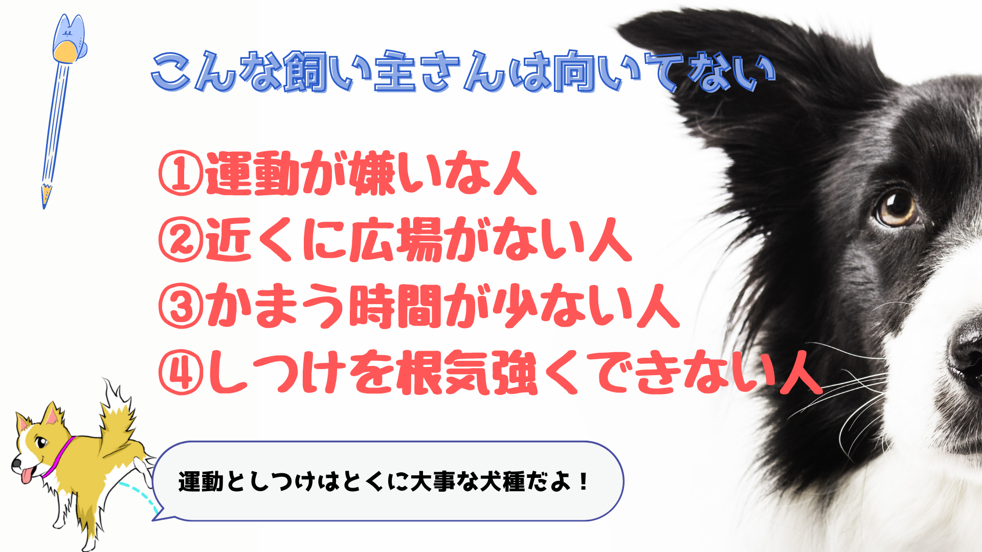 注意 ボーダーコリーは飼った結果 大変で難しい 実体験を紹介 わんだブログ