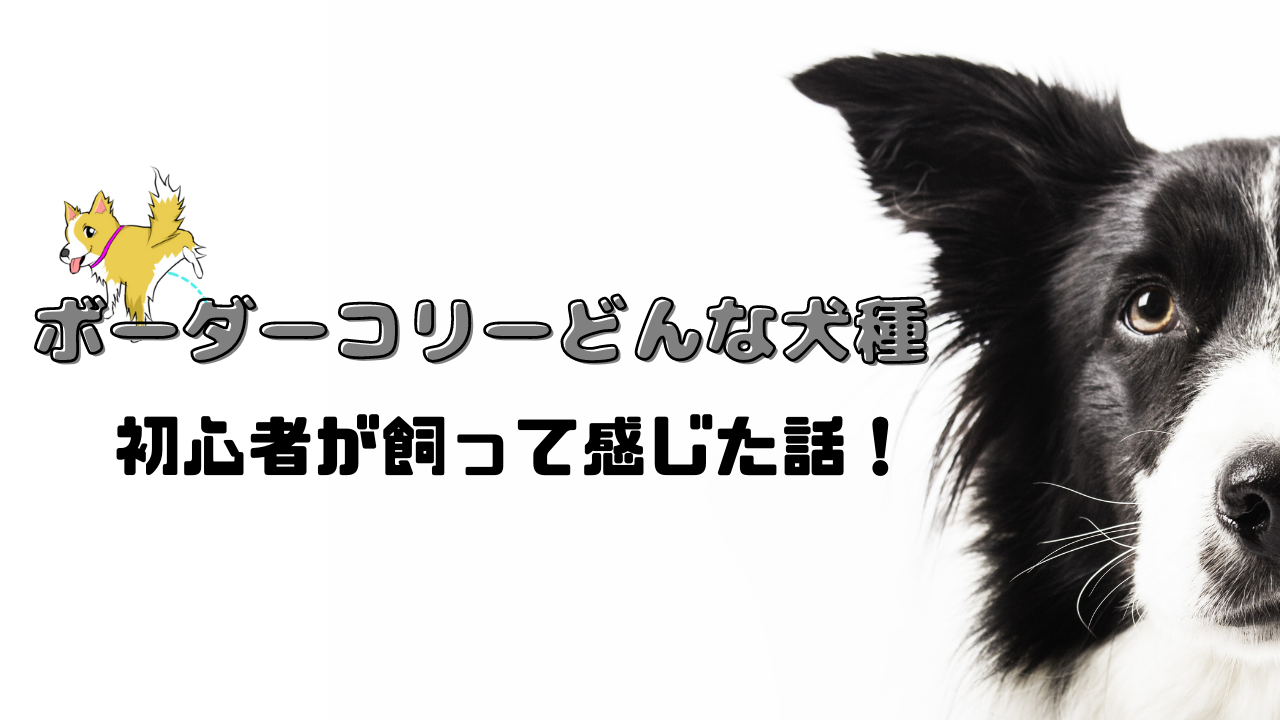 注意 ボーダーコリーは飼った結果 大変で難しい 実体験を紹介 わんだブログ 注意 ボーダーコリーは飼った結果 大変で難しい 実体験を紹介 わんだブログ