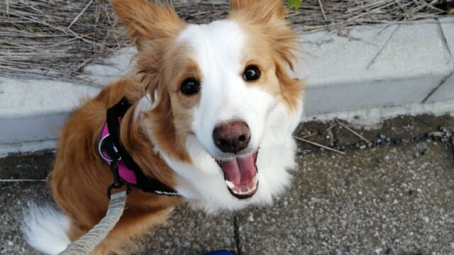 中型犬におすすめ 使いやすくて耐久性のあるハーネス 選び方のポイント紹介 わんだブログ