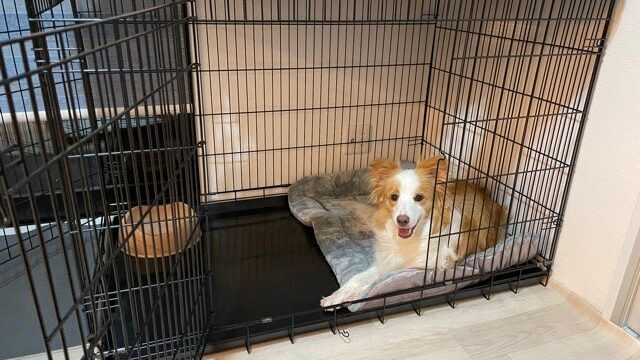 トムクレイト6000】中型犬のケージは絶対コレ｜サイズ豊富＆頑丈で収納 