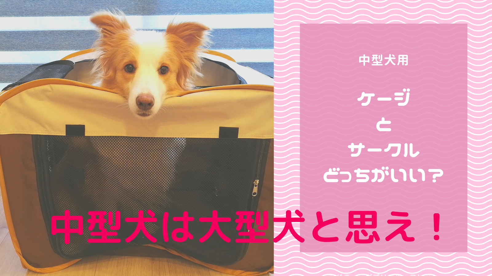 中型犬のハウス選び ケージとサークルどっちがおすすめ 後悔しないポイント わんだブログ