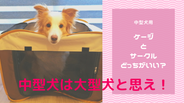 【中型犬のハウス選び】ケージとサークルどっちがおすすめ？後悔しないポイント！