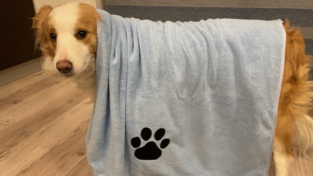 愛犬にPercoペット用タオル買ってみたけど！吸収力が高くてメッチャ乾きやすい！｜わんだブログ