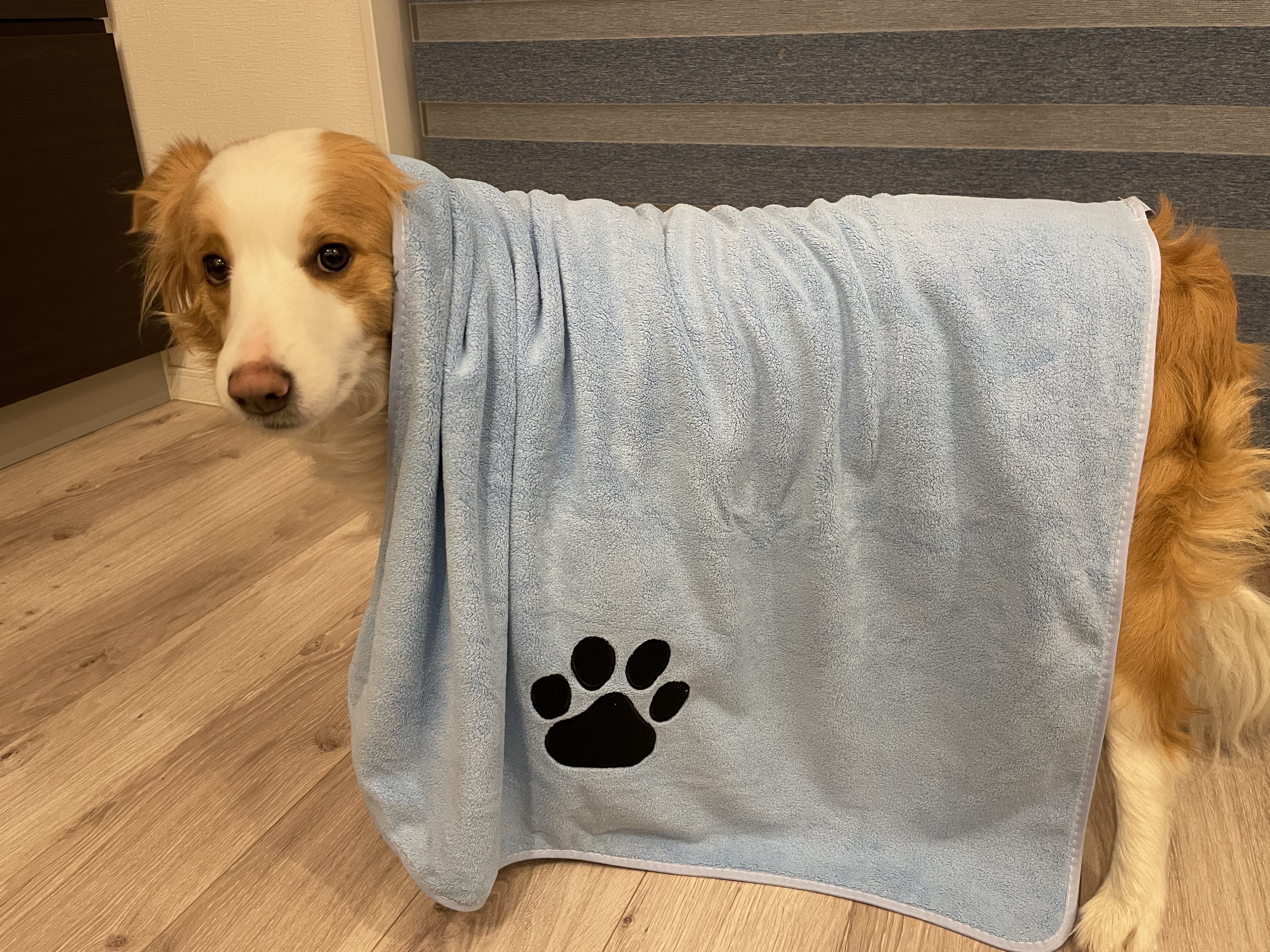 【吸収力抜群】Percoペット用タオル使ってみた｜中型犬以上は時短になる乾きやすさ！