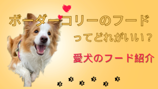【愛犬ボーダーコリー】が食べてるフードを紹介｜腸内検査でも健康な数値で安心な結果！
