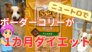 ニュートロで体重管理【ダイエット1カ月】してみた!太りやすいボーダーコリーの結果は?