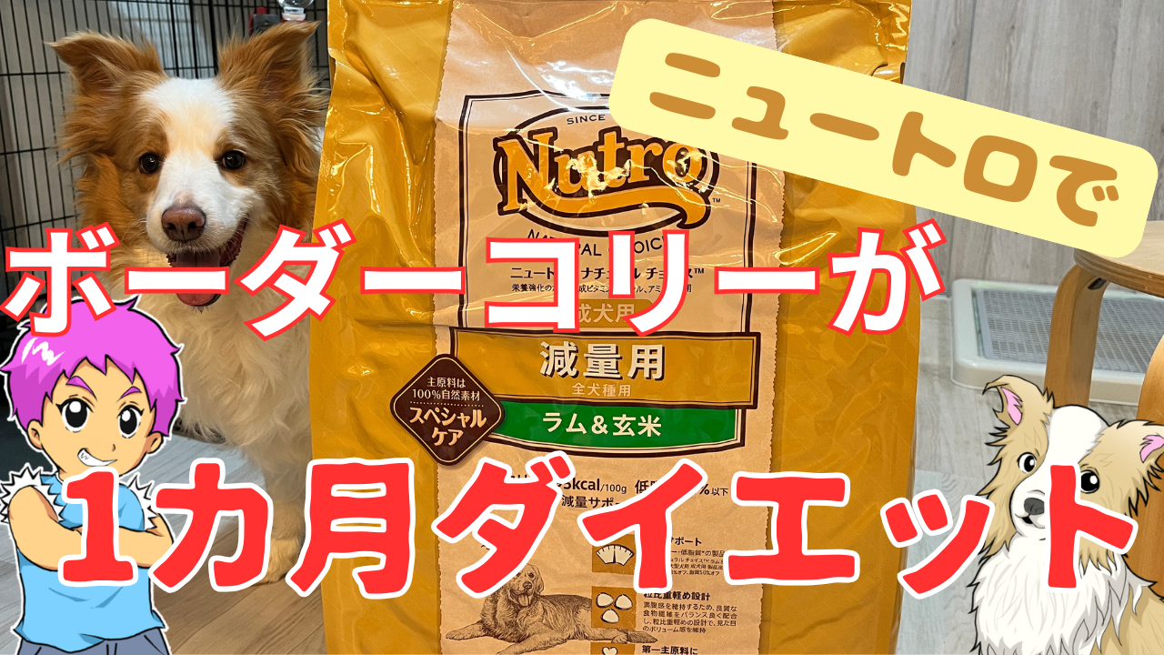 ニュートロで体重管理【ダイエット1カ月】してみた!太りやすいボーダーコリーの結果は?