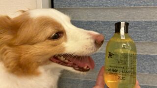 【レビュー】ZOICシャンプー試したら超コスパ良し!毎週したい飼い主さんにおすすめ!