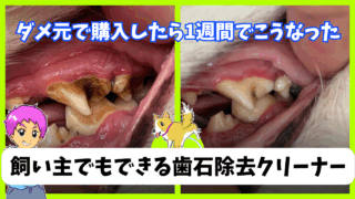 【超感動】愛犬の歯石除去を飼い主がやった結果！これがホントの激オチってやつ！