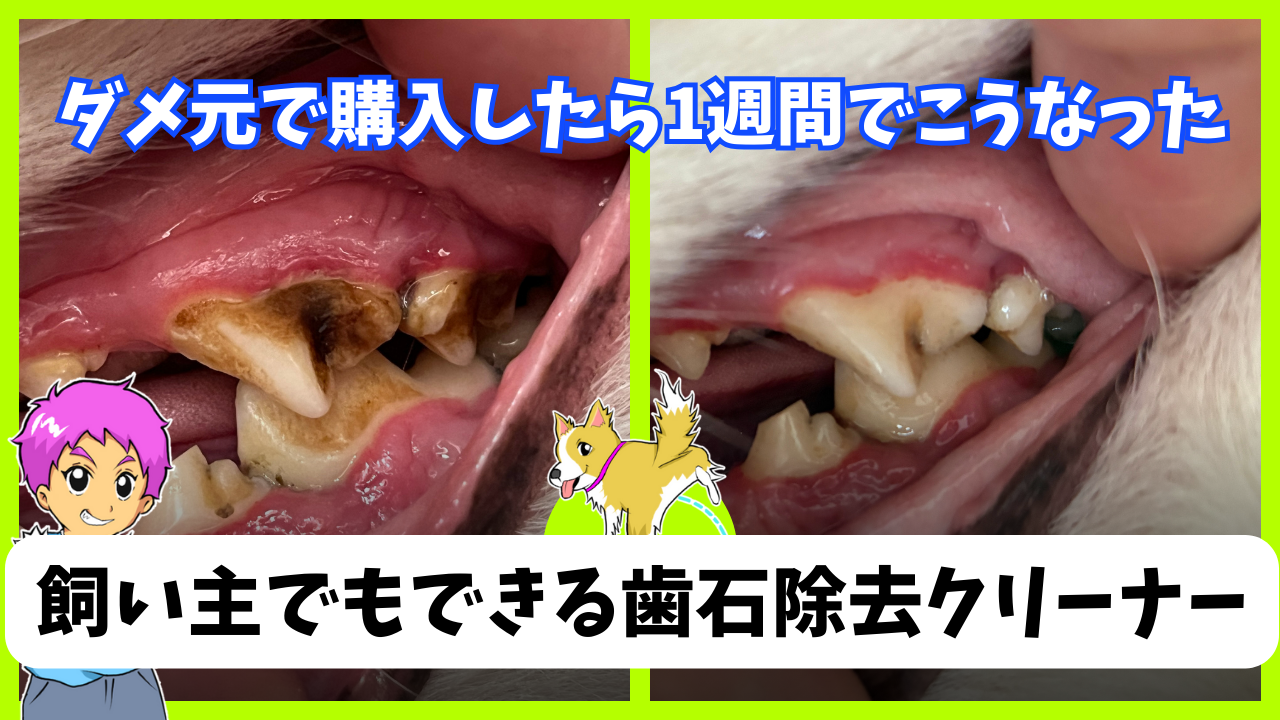 【超感動】愛犬の歯石除去を飼い主がやった結果！これがホントの激オチってやつ！