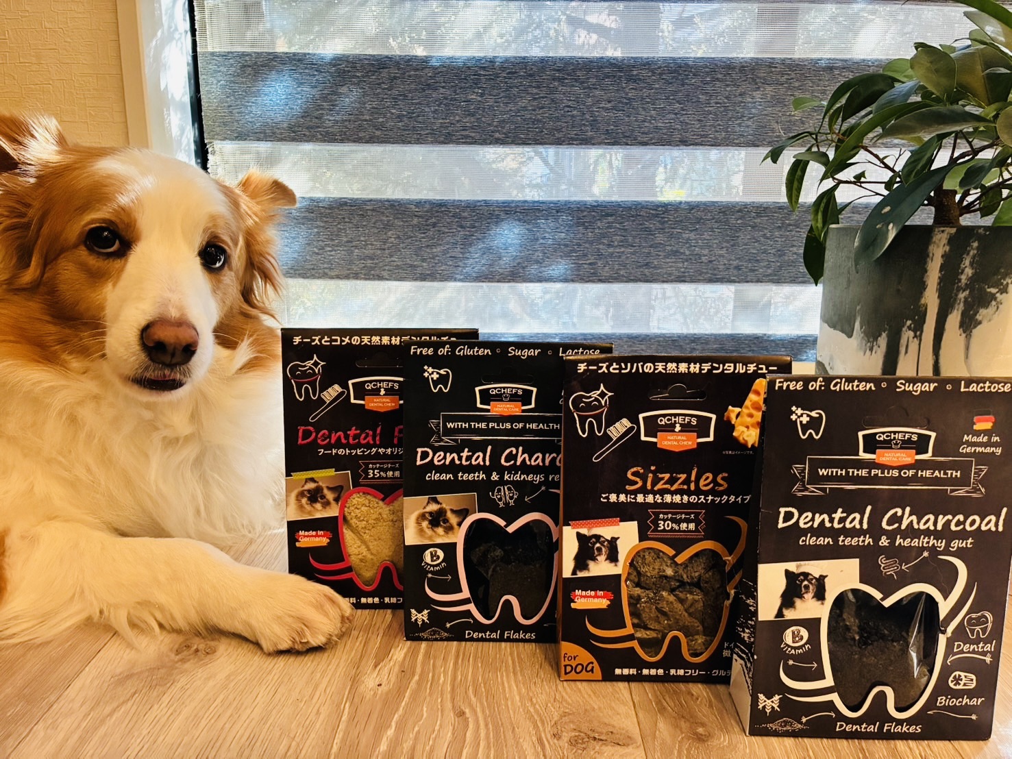 【レビュー】QCHEFSデンタルケアを愛犬猫に試す｜歯みがき初心者の飼い主さんに良し！