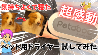 『超感動』犬用ドライヤーで時短したのでレビュー|Petaboo【Levante400】!