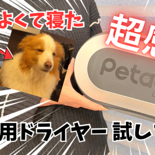 超感動』犬用ドライヤーで時短したのでレビュー｜Petaboo【Levante400